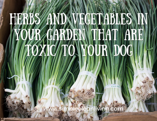 Herbs and vegetables in your garden that are toxic to your dog blog post- a picture of a box of chives