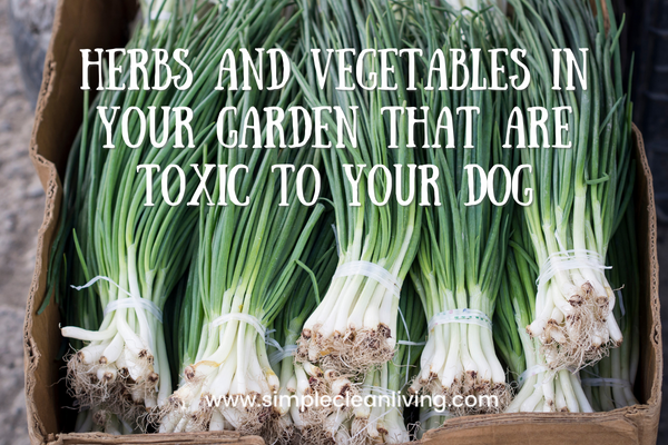 Herbs and vegetables in your garden that are toxic to your dog blog post- a picture of a box of chives