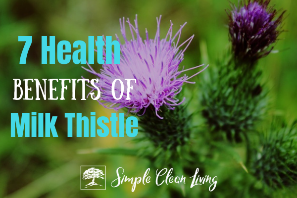 A picture of a milk thistle plant with the blog post title "7 Health Benefits of Milk Thistle"