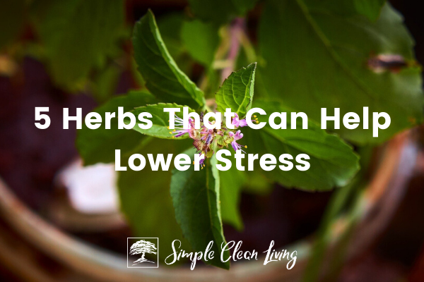 5 Herbs that Can Help Lower Stress